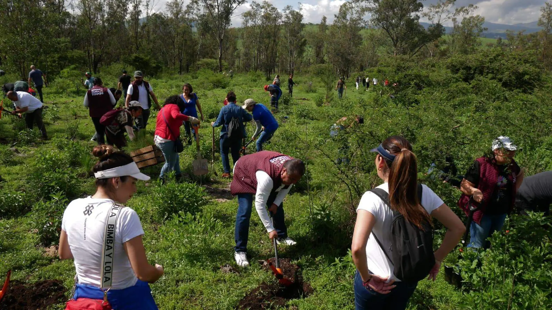 Personas plantando árboles